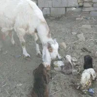 2شاه بز پاکستانی فروشی با5بزغاله 4تانر1ماده|حیوانات مزرعه|بردسکن, |دیوار