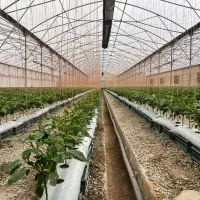 فروش-و-تهاتر-گلخانه-33-هزار-متری