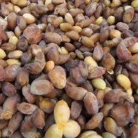 رطب و رطب بدون هسته برحی