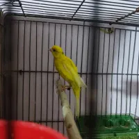 قناری نر جیبر یه سر