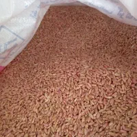 گندم بذری ریژاو