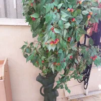 یک عدد درختچه و دسته گل رز ربانی بفروش میرسد|گل مصنوعی|ملایر, |دیوار