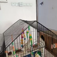 یک جفت عروس هلندی نر و ماده و یه عدد نر