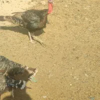 بوقلمون نر ماده محلی بزرگ