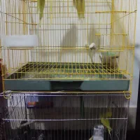 عروس هلندی و مرغ عشق