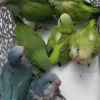 پرنده