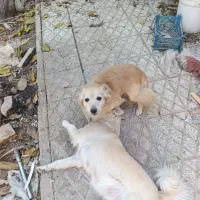 سگ نر|سگ|اسفراین, |دیوار