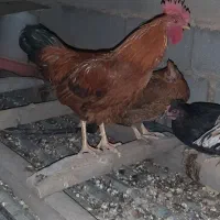 خروس|حیوانات مزرعه|شیراز, شهرک مطهری|دیوار