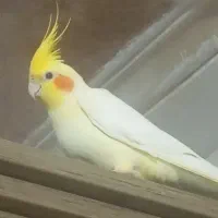 عروس هلندی|پرنده|گالیکش, |دیوار