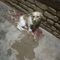 سگ پاکوتاه|سگ|کرمانشاه, |دیوار