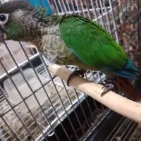 جوجه گرینچیک نرمال