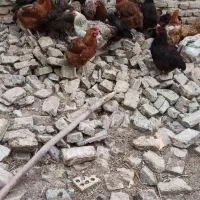 مرغ محلی ۱۵عددونه ای یک میلیون