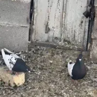 کفتر|پرنده|کوار, |دیوار