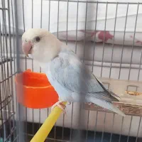 فروش طوطی برزیلی نر