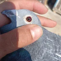 کبوتر پلاکی .اردن.مسافتی|پرنده|اصفهان, ملک‌شهر|دیوار