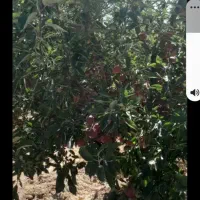 خرید|عمده‌فروشی|هشترود, |دیوار