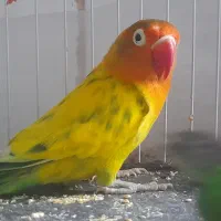 فروشی طوطی برزیلی|پرنده|نظرآباد, نظرآباد|دیوار