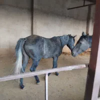 اسب|اسب و تجهیزات اسبسواری|سنندج, |دیوار