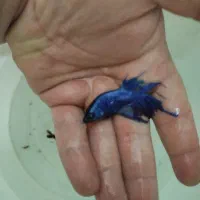 ماهی فایتر معاوضه با  پرنده