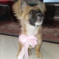 سگ پامر اشپیتز ۵ ت|سگ|کرمان, |دیوار