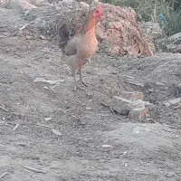 خروس ومرغ عربی اصل|حیوانات مزرعه|اهواز, گلدشت|دیوار