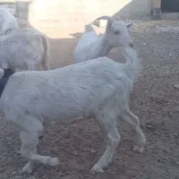 بزغاله سانن|حیوانات مزرعه|شهرضا, |دیوار