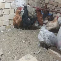 مرغ تخمی|حیوانات مزرعه|کاشان, حسن آباد|دیوار