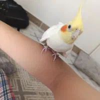 عروس هلندی ماده فول رام