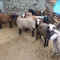 بره نر و ماده