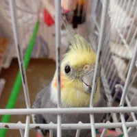 فروش یک جفت عروس هلندی نر و ماده