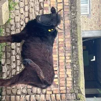 گاوقربانی درجه یک چاق قیمت مناسب