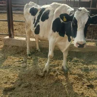 گاو شیری و گوساله