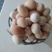 تخم مرغ محلی