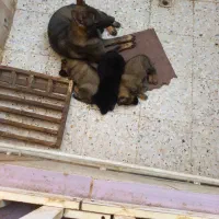 ژرمن مادهورک لاین رنگ سیبل|سگ|لاهیجان, پردسر|دیوار