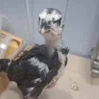 جوجه لاری گلین لری اصیل