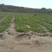 نشاء|گل و گیاه طبیعی|بوشهر, |دیوار