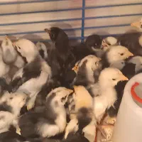 جوجه گلین لوری اصیل ریشو|حیوانات مزرعه|رباطکریم, رباطکریم|دیوار