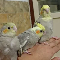 جوجه عروس هلندی