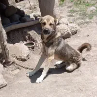 سگ نگهبانی