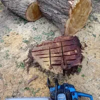 برش درخت رایگان.