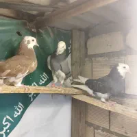 کیوتر|پرنده|اصفهان, سودان|دیوار