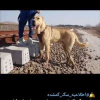 سگ الابای