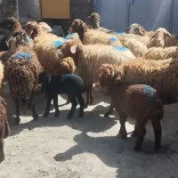 میش بره گوسفند گاو یا گوساله نر