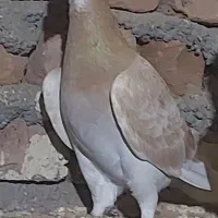 کبوترعطیقه