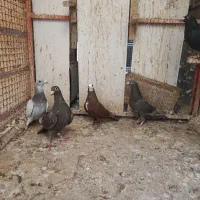 پنج عدد ماده|حراج|لار, |دیوار