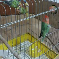 طوطی برزیلی.کوتوله