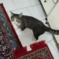 واگذاری گربه رایگان