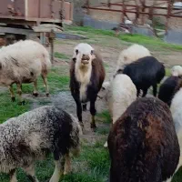 بره قوچ بیگوش