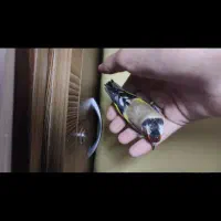 سهره وحشی ماده|پرنده|نقده, |دیوار