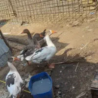 قاز